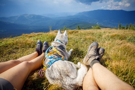 Plan a Pet-Friendly Escape to the Great Smoky Mountains