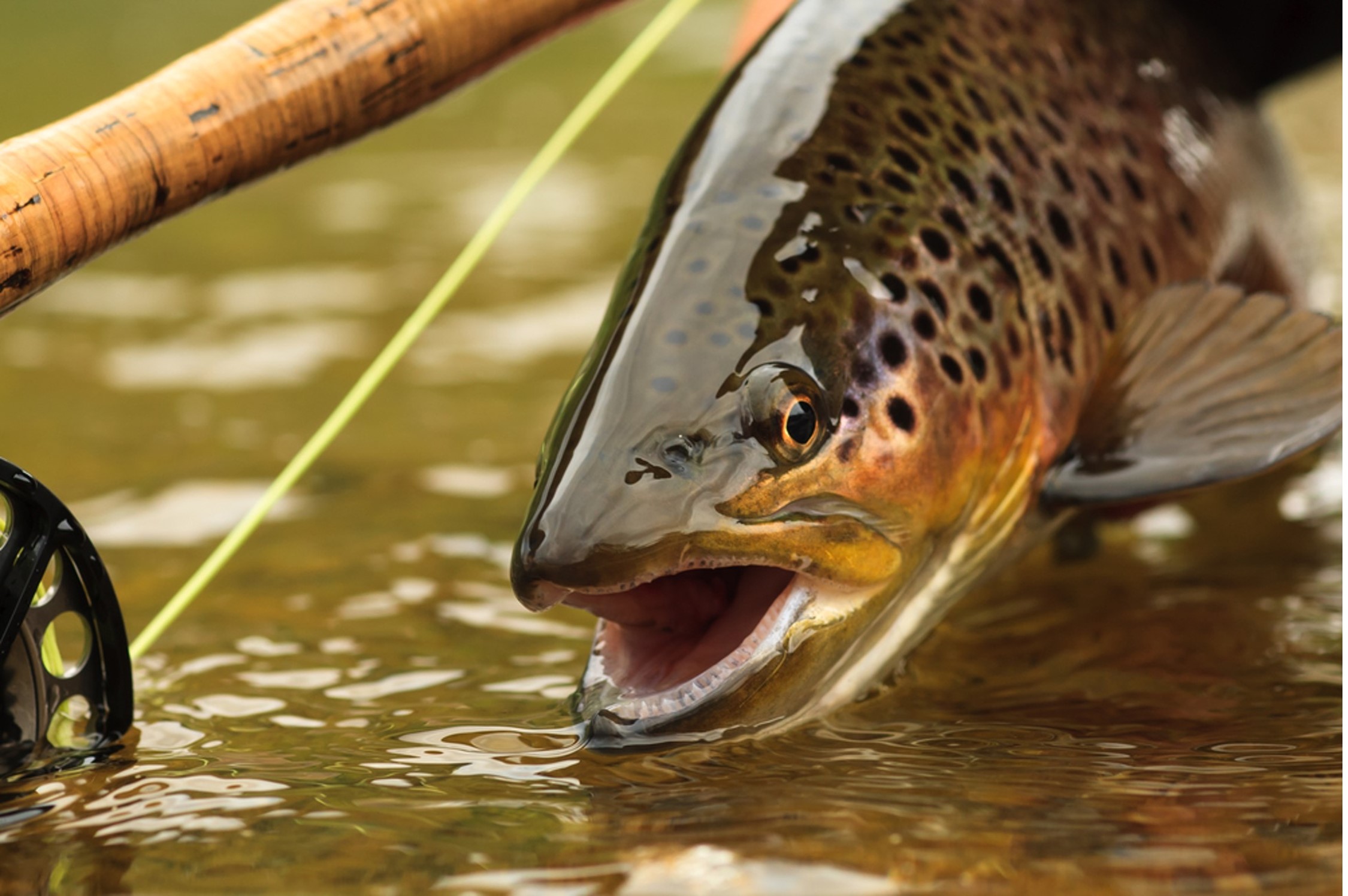 Fly Fishing in Cherokee, NC: A Week in Smoky Mountain Heaven