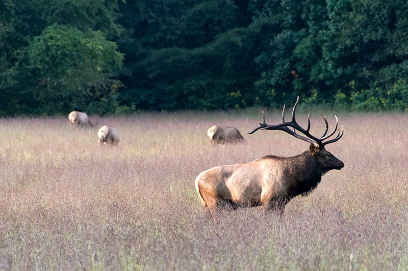 Herd of Elk near the Oconaluftee Visitor Center in Bryson City, NC.